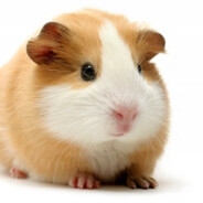 적당히해라진짜