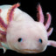 axolotlnevalackin