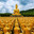 Buddha 2.0