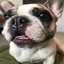 Bulldog Francês