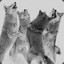 Dances With Lupoaica
