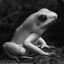 WhiteFrog