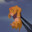 simba.18