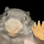 Bóbr