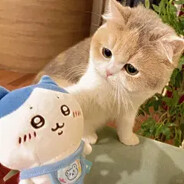 绿毛猪 Steam avatar