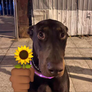 奈何思念比恨更顽强