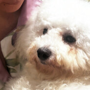 旺仔是只小比熊