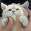 YuYu CAT