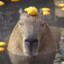 a succulent capybara