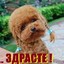 Здрасте