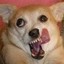 FUNNY DOG FOREVER