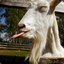 imaginary_goat