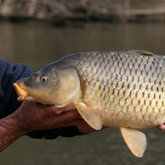 [VE]ОСТОРОЖНОКАРП