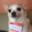 Gay Doggo