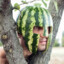 Soldier Melon