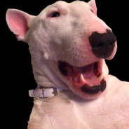Pogdawg