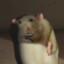 Wilczak3214