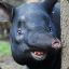 Tapir_Andrea