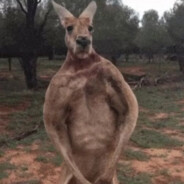 twój stary kangur SKINS