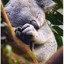 BabyKoalaBear