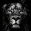The Lion