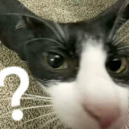 你看你马呢嗯？