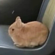 Luni