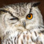 Hentai Owl