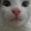 Kitty
