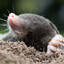 Mole