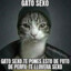 gato sexo