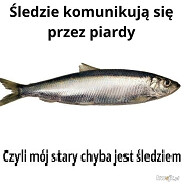 Śledź_13