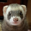 FurstyFerret