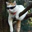 咖啡猫