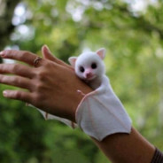 ☯ óDésïré Δ ☯