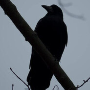 CORVUS avatar