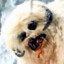 Wampa Clown