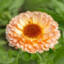 Calendula