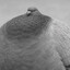 Obese Homing Pigeon