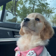 重生之我是比格犬