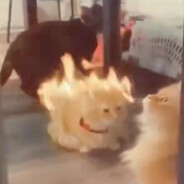 喜爱丁真但抽传统香烟