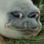 Doughy Seal