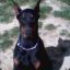 doberman [LATIMKT9]