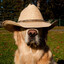 Ce cowboy de chien