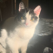 K1tji - steam id 76561198316199808