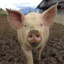 schweine