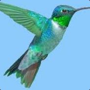 kolibri - steam id 76561197961479646
