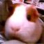 jellybean