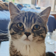 化身孤岛的蓝鲸°