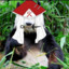 Panda fou